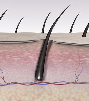 Skin tissues and hair follicle cross section