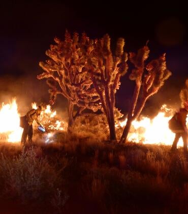 Joshua trees on fire at night