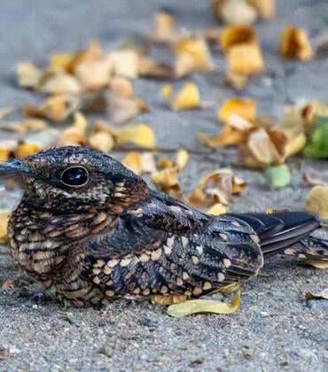 Scissor-tailed nightjar on the ground