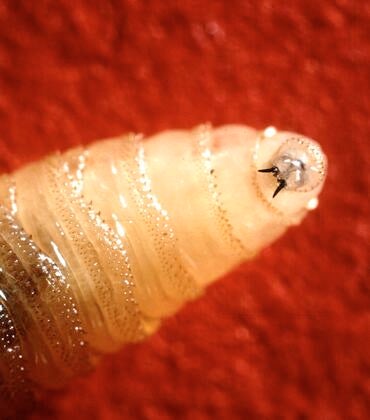 New World screwworm larva