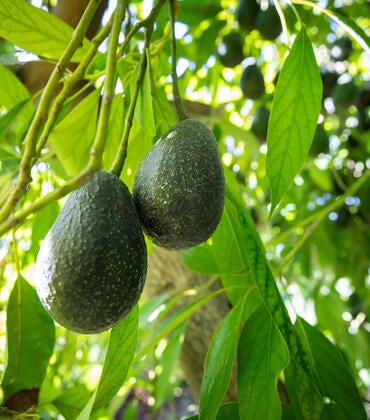 Luna avocados on the tree