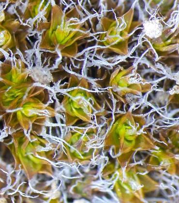 Steppe moss