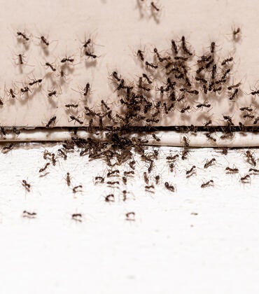 Black ant infestation through a crack
