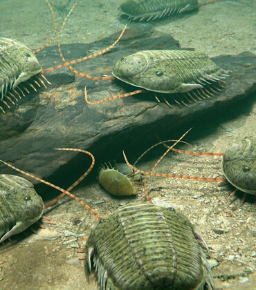Trilobites gathering underwater