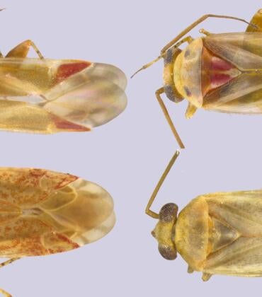 Swiftiephylum insect collage