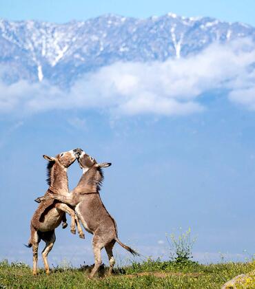 Donkeys play together in the Box Springs Mountain Reserve which sits in the hills above UC Riverside.