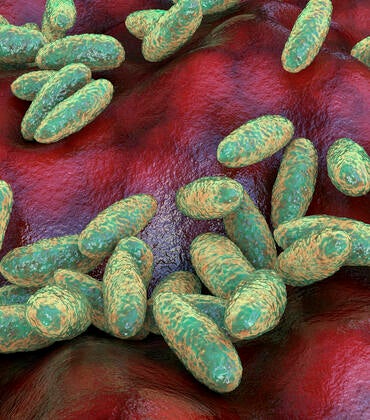 Plague bacteria Yersinia pestis