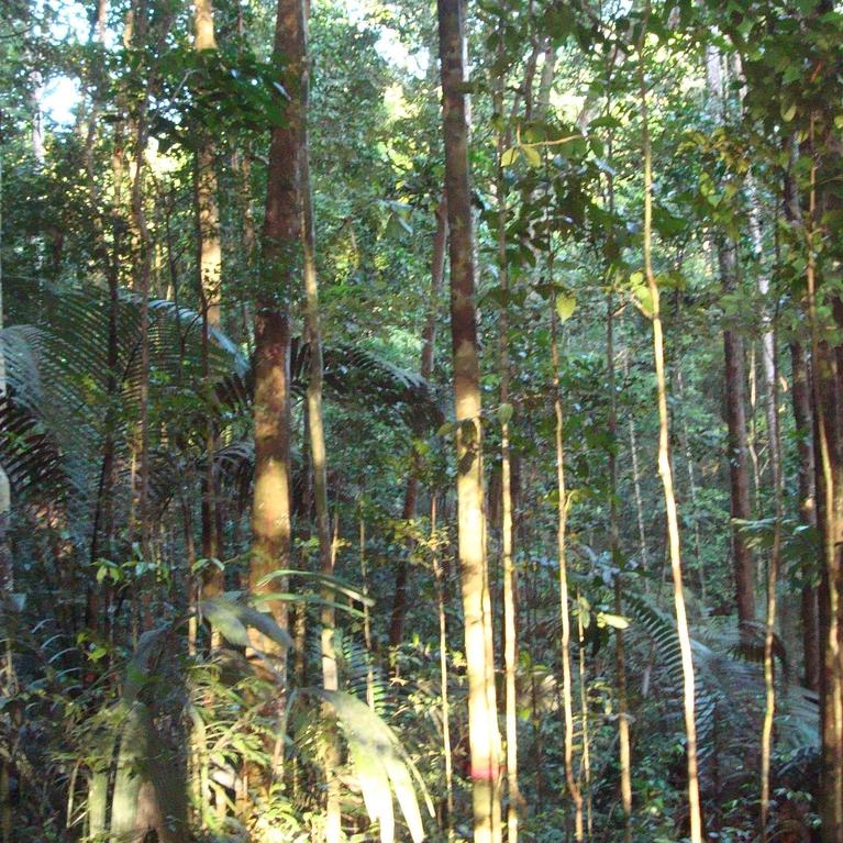 A UC Riverside-led team of researchers have found that Amazonian trees have developed an unusual way to protect themselves from damage caused by drought. Louis Santiago, UC Riverside