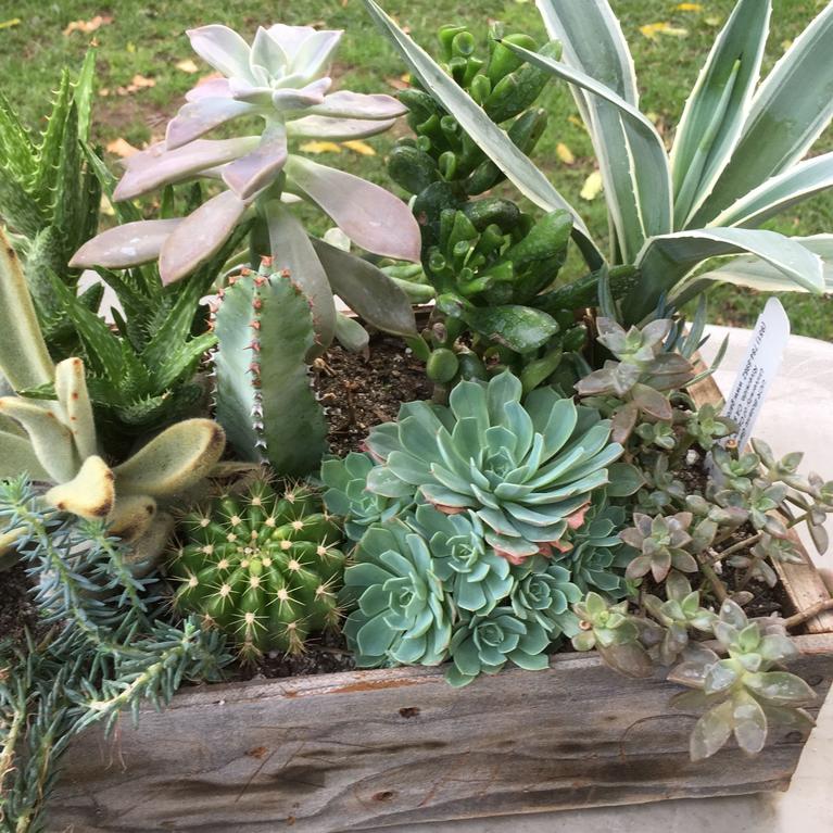 A picture of succulents for sale at the botanic gardens
