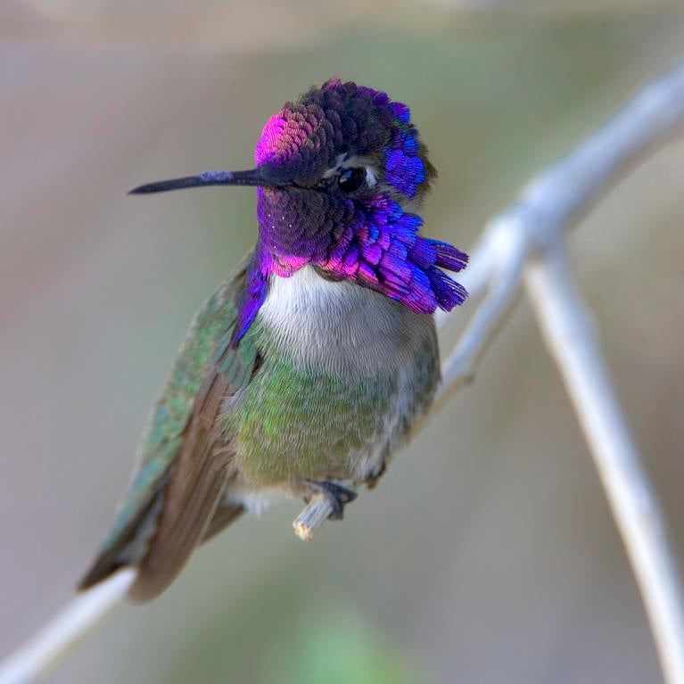 A photo of a Costas hummingbird