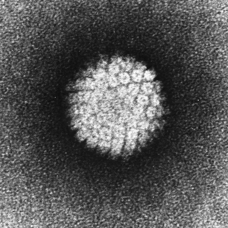 HPV