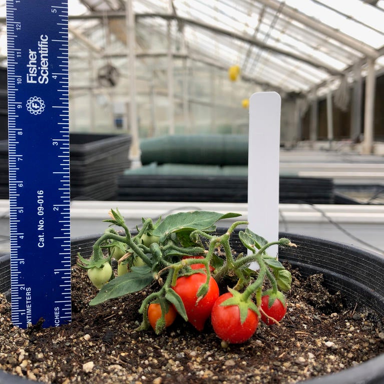Miniature tomatoes for growing on the International Space Station