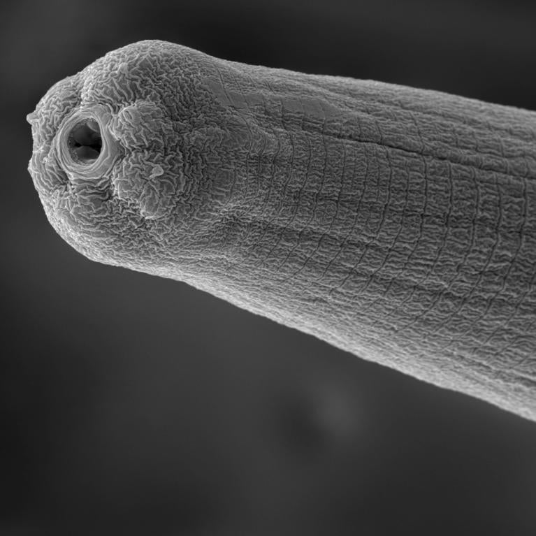 An activated Steinernema carpocapsae nematode