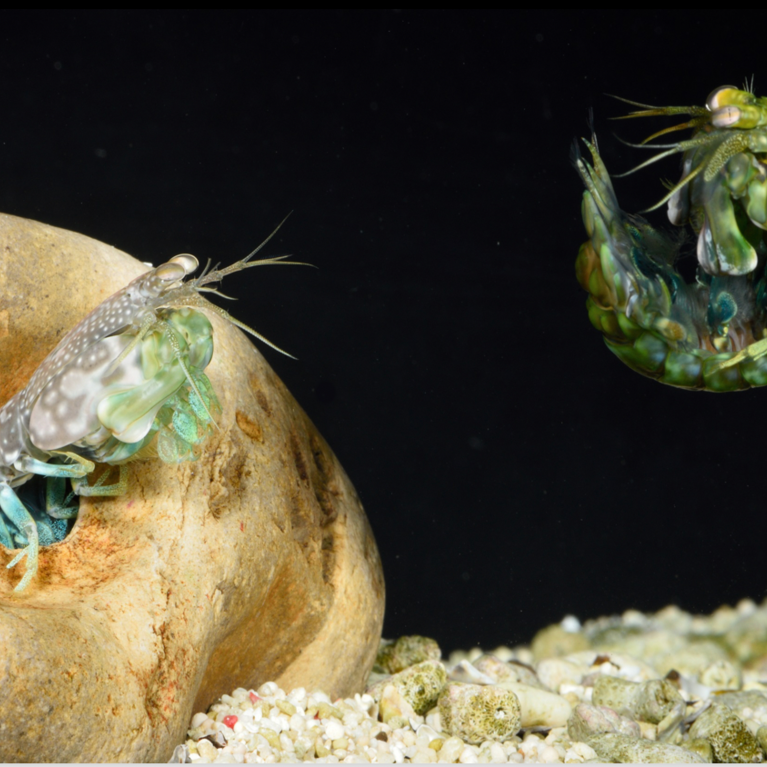 mantis shrimp fighting and using the telson as a shield