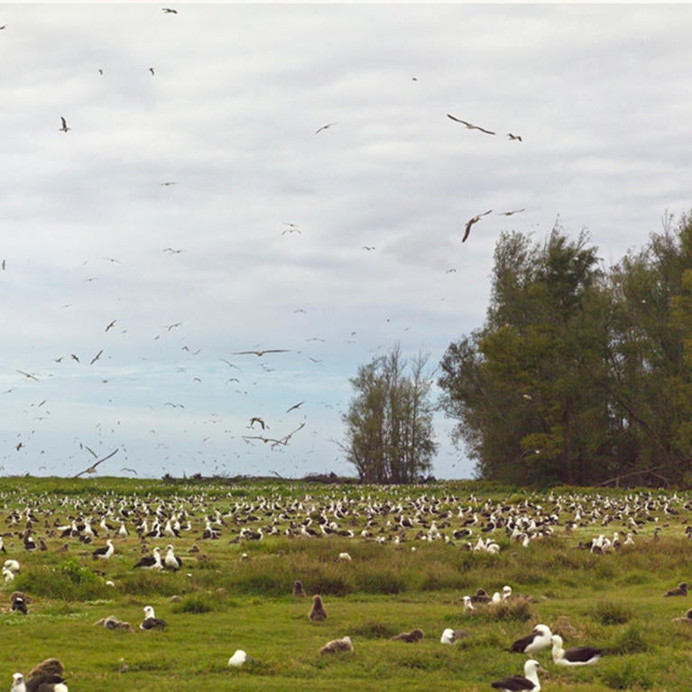 Photo of albatrosses in a field and in flight on Midway Island