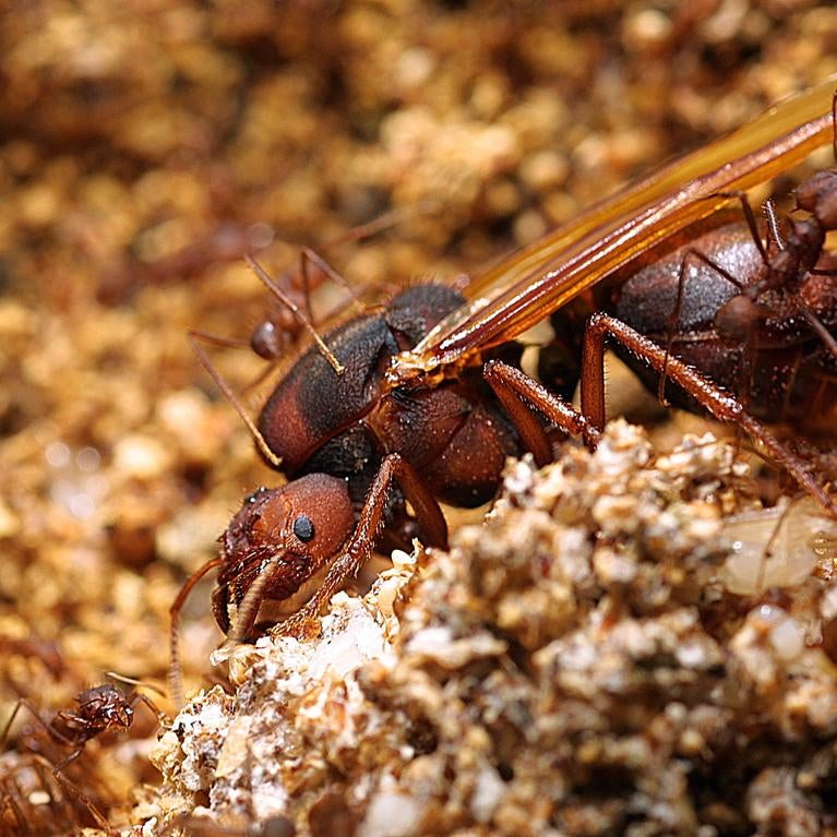 leafcutter ant queen