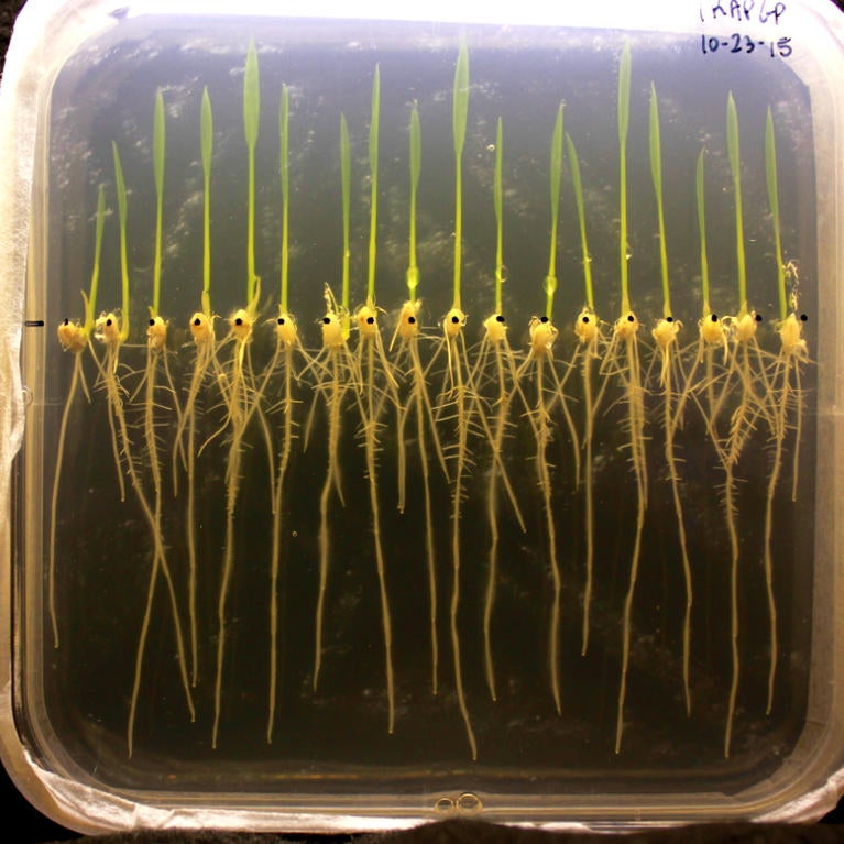 Plate of rice seedlings