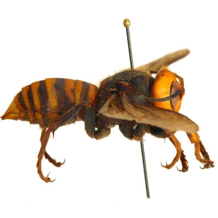 Asian Giant Hornet specimen