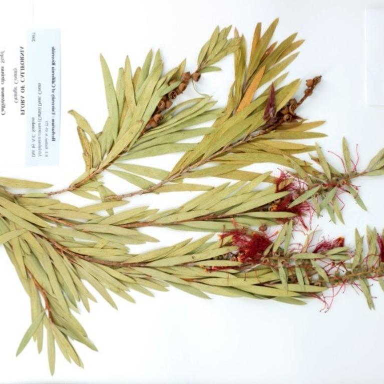 herbarium specimen