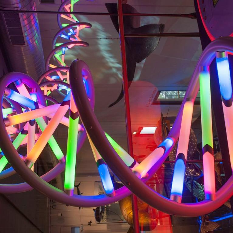 DNA model display
