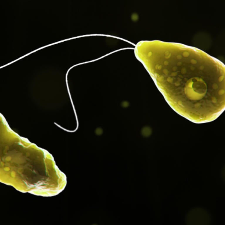 brain-eating amoeba 