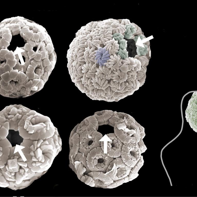 nanoplankton fossils