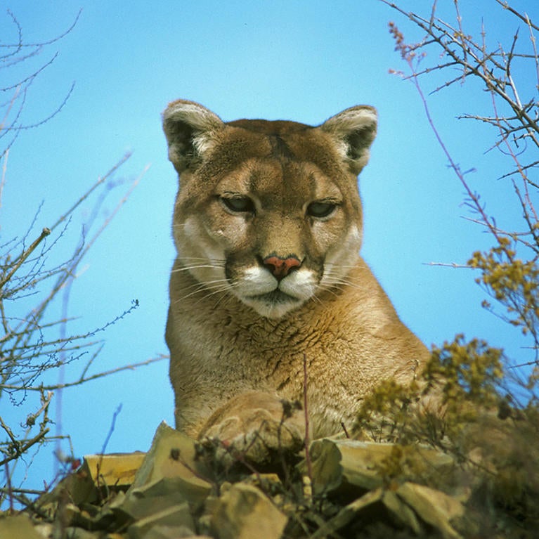 A mountain lion looking down toward the viewer.