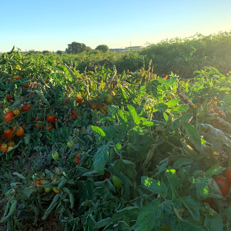 tomatoes growing in a field