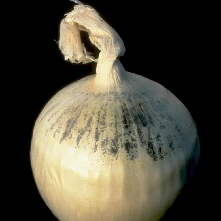 Aspergillus niger fungus growing on a white onion