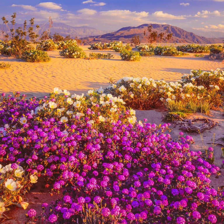 desert wildflowers