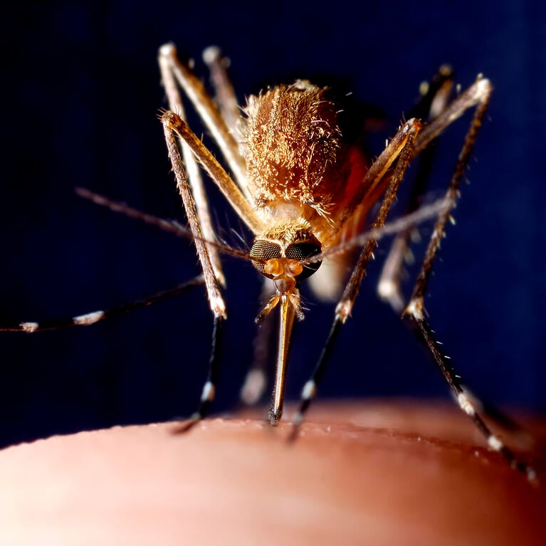 mosquito feeding on finger