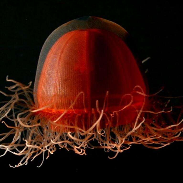deep sea medusa