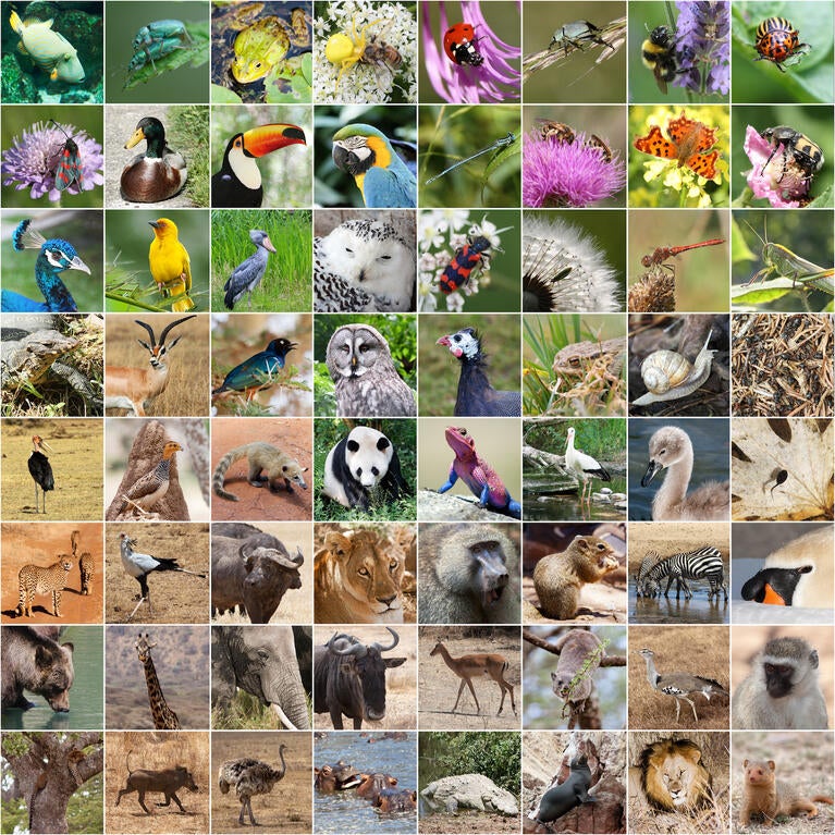 animal collage