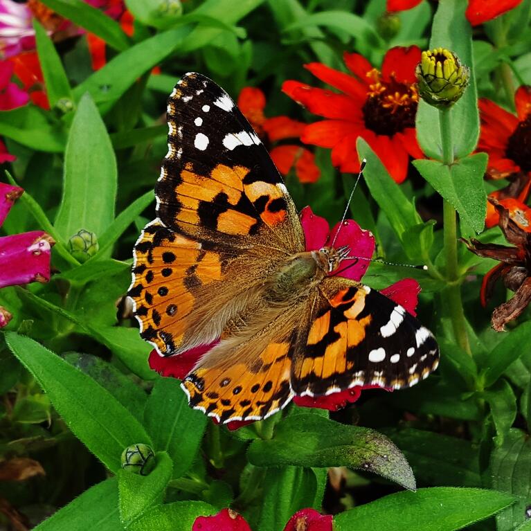 painted lady butterfly