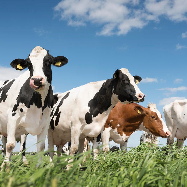 cows in a field