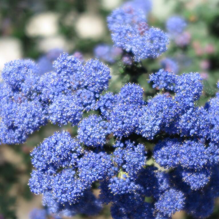 Ceanothus, also known as California lilac