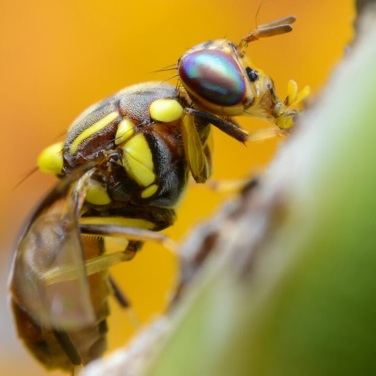 Oriental fruit fly closeup