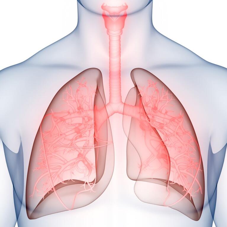 Stock image of lungs