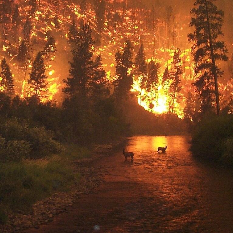animal silhouette against forest fire