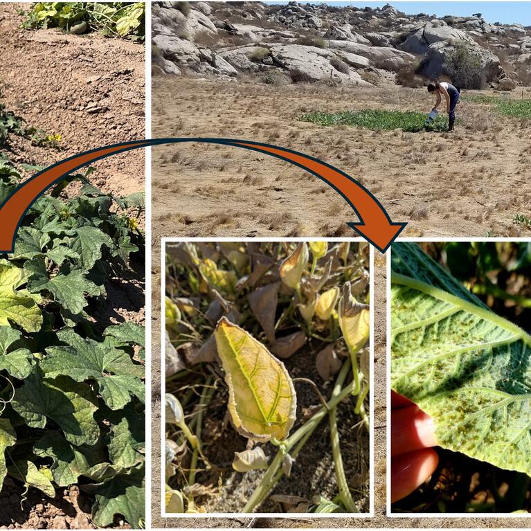 Infected cantaloupe plants