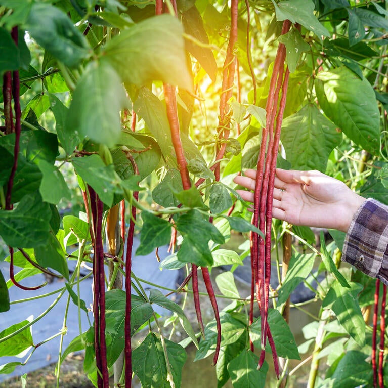 purple long beans growing