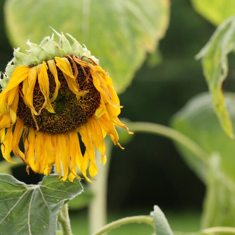 wilted sunflower