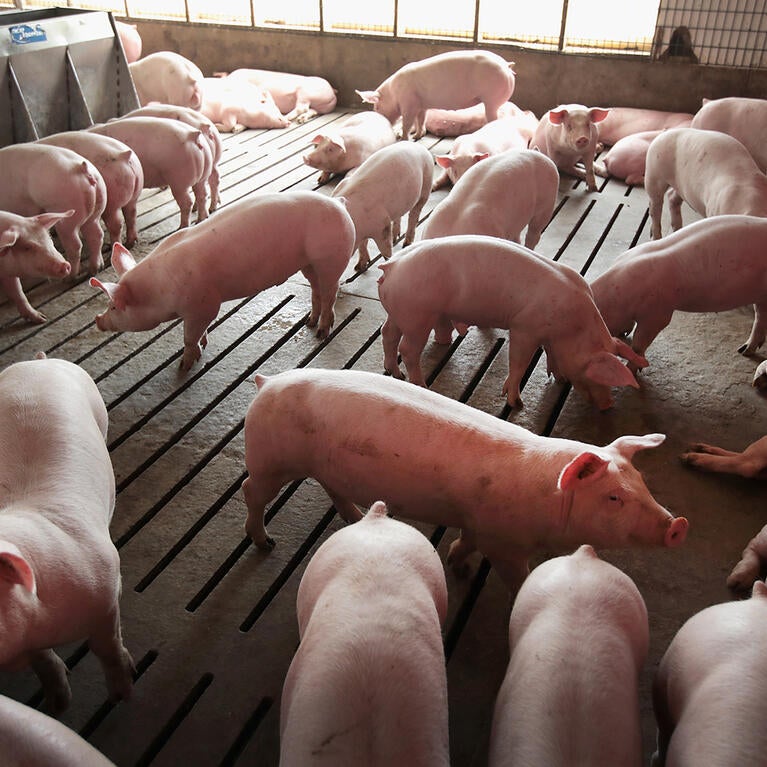 hog farming