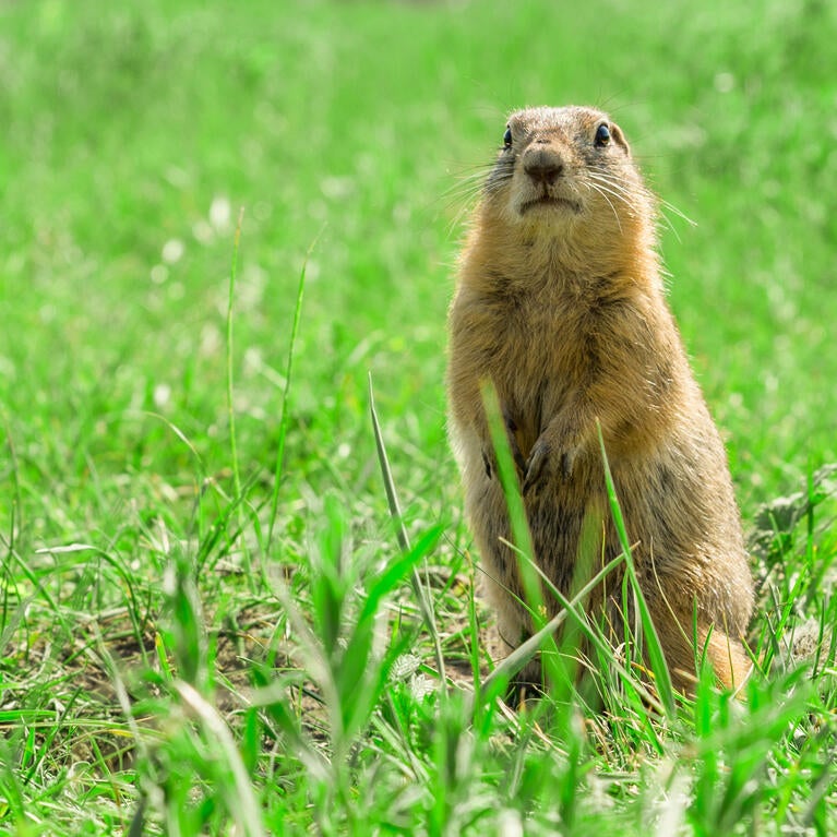 gopher in a field