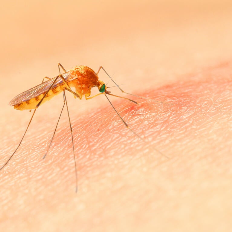 Anopheles mosquito