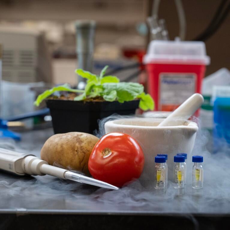 potato and tomato in a laboratory