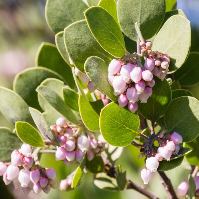 manzanita flowers