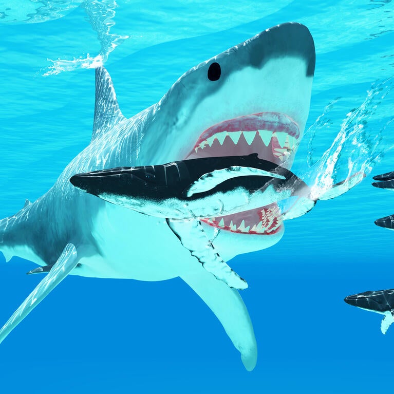 megalodon eating whale