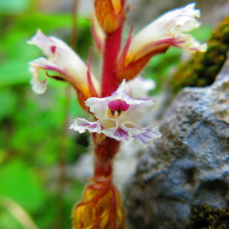 broomrape parasitic plant