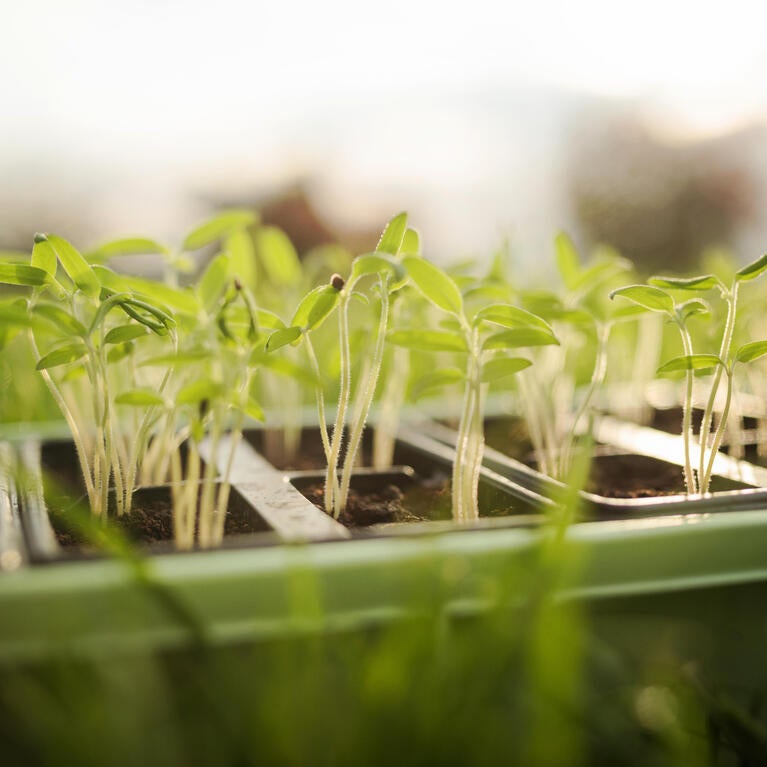 Plants in a laboratory